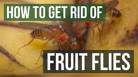 Do fruit flies serve a purpose?
